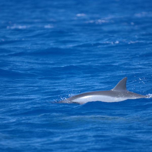 15 Océan dauphins PEP_5795