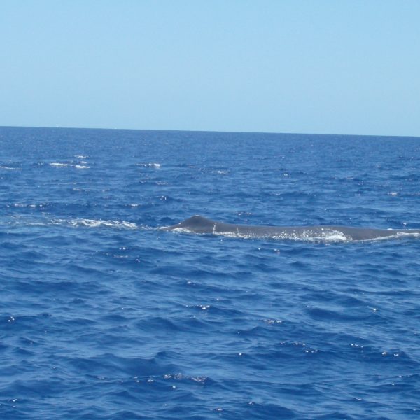 16 Océan Baleine HPIM1625