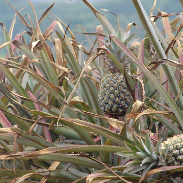 34 Monts Chamarel ananas DSC05498