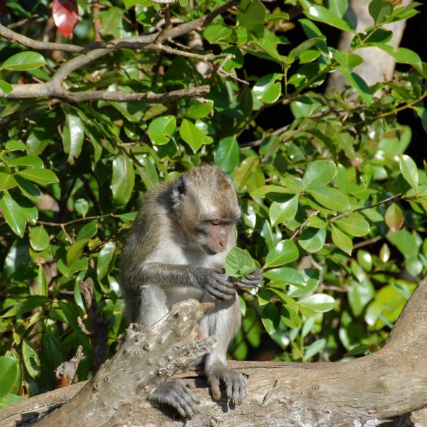 38 Monts Chamarel gorges singe DSC_1217